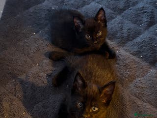 Maine Coon cats 1 black male kitten left - Advert 1