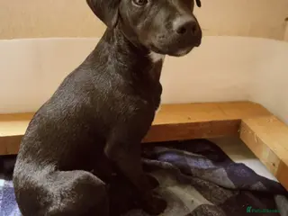 Patterdale Terrier dogs Patterdale Terrier puppies - Advert 9