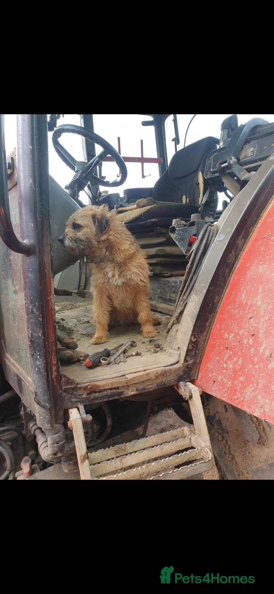 Border Terrier dogs Stunning border terrier puppys  - Advert 5