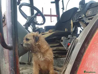 Border Terrier dogs Stunning border terrier puppys - Advert 2