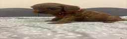 Cavapoo dogs for sale: Stunning F1 Toy Cavapoo Pups - Advert 18