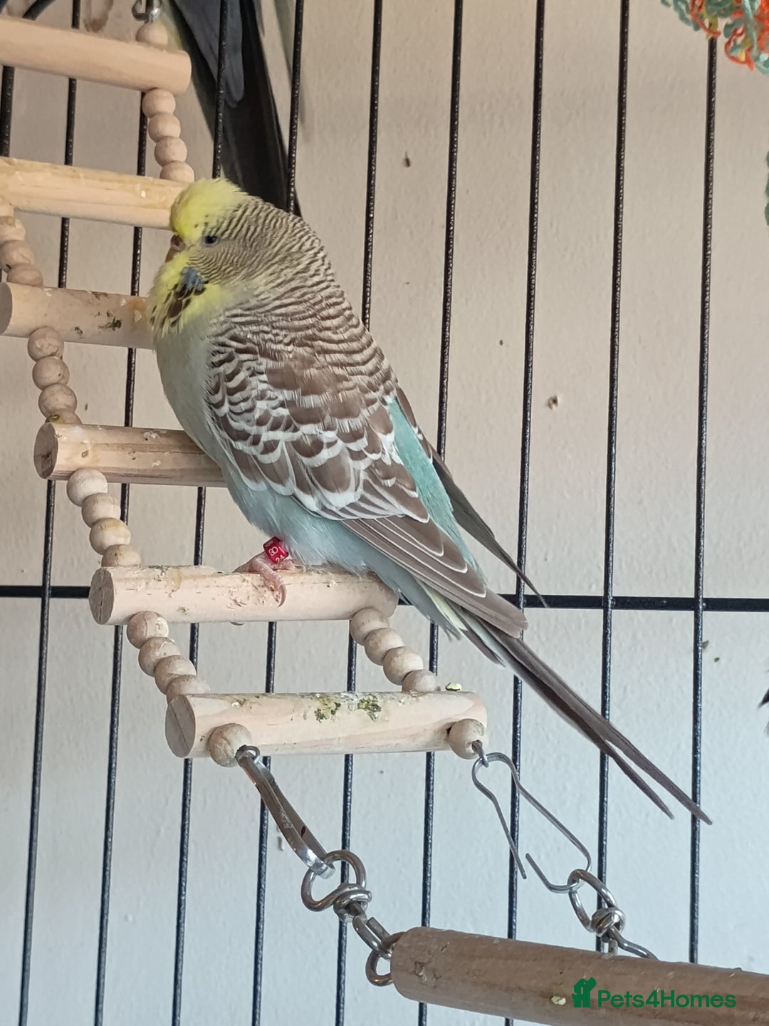 Budgerigars birds for sale: Budgies - Advert 7