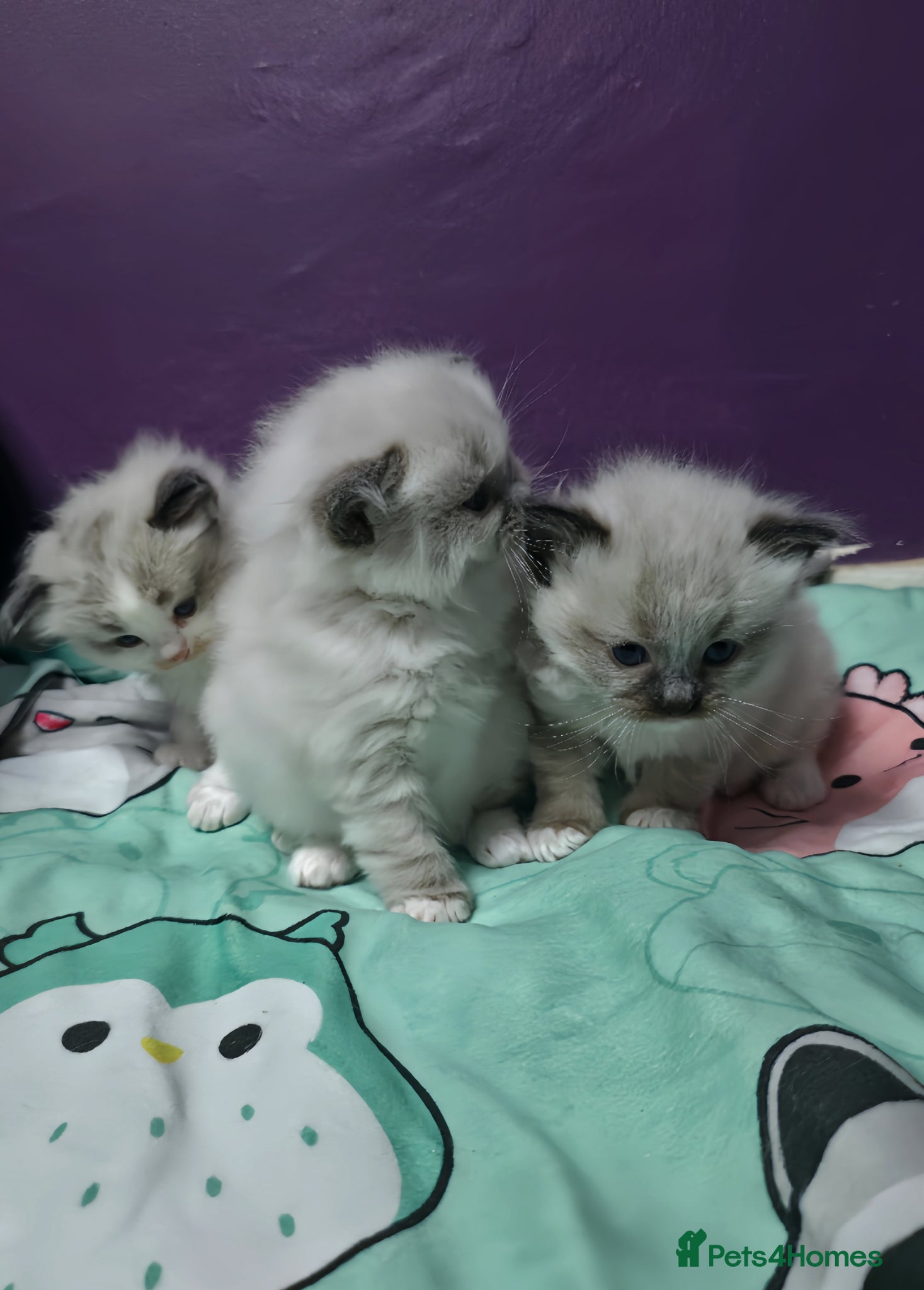 Ragdoll cats for sale: Ragdoll Kittens - Advert 1