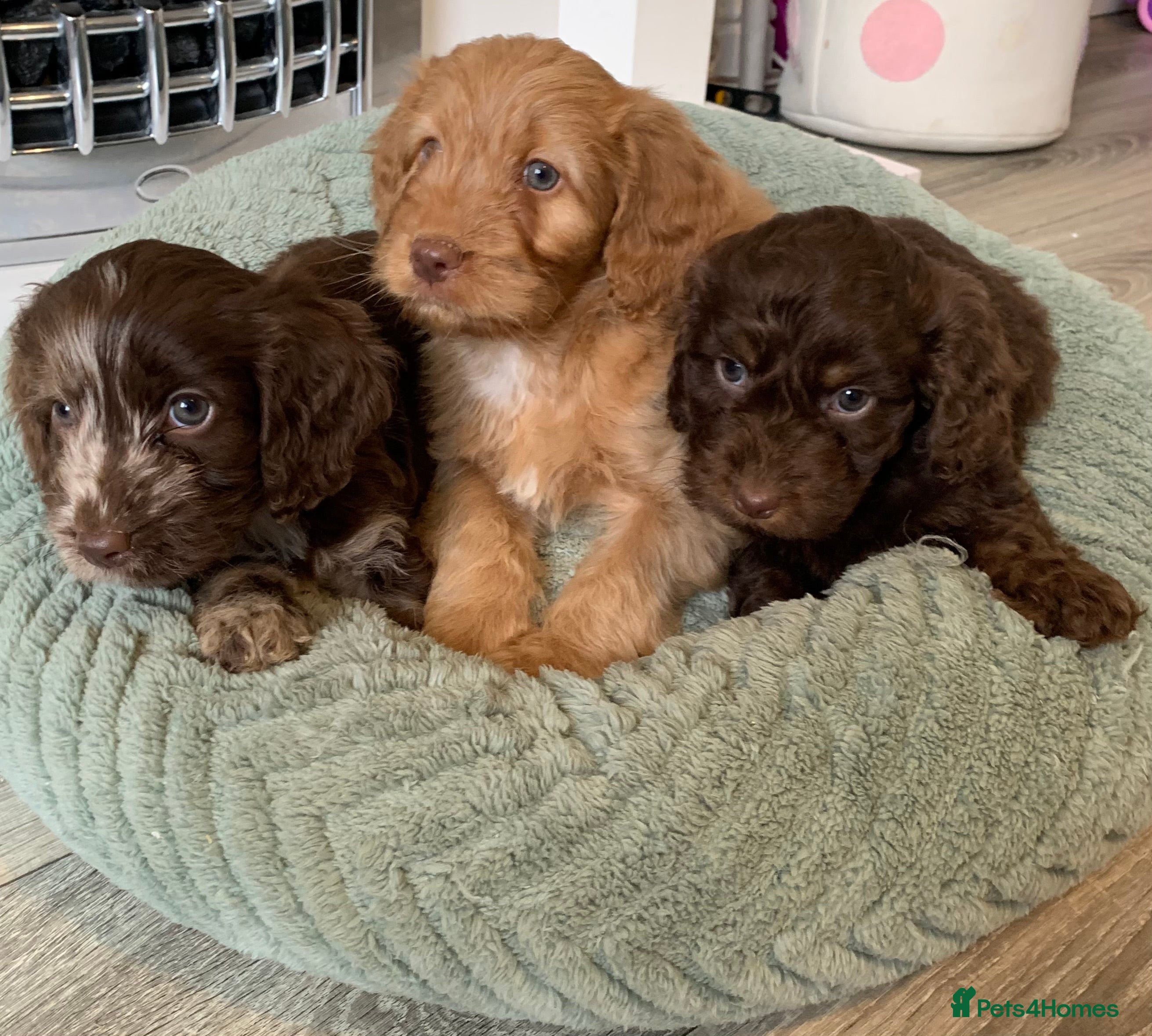 Cockapoo dogs Healthy toy poodle companions  - Advert 10