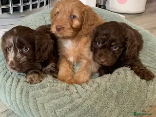 Cockapoo dogs Healthy toy poodle companions - Advert 10