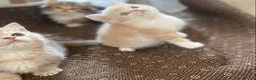 Munchkin cats for sale: Full Pedigree Munchkin Kittens - Advert 10