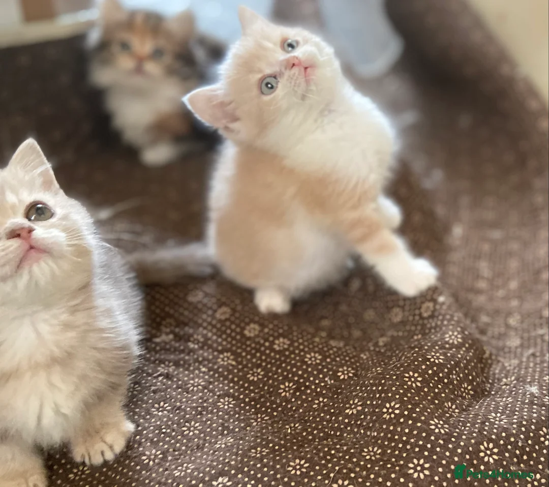 Munchkin cats for sale: Full Pedigree Munchkin Kittens - Advert 10