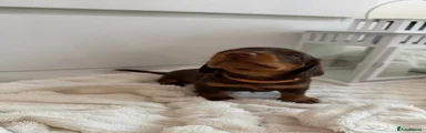 Miniature Dachshund Puppy 1