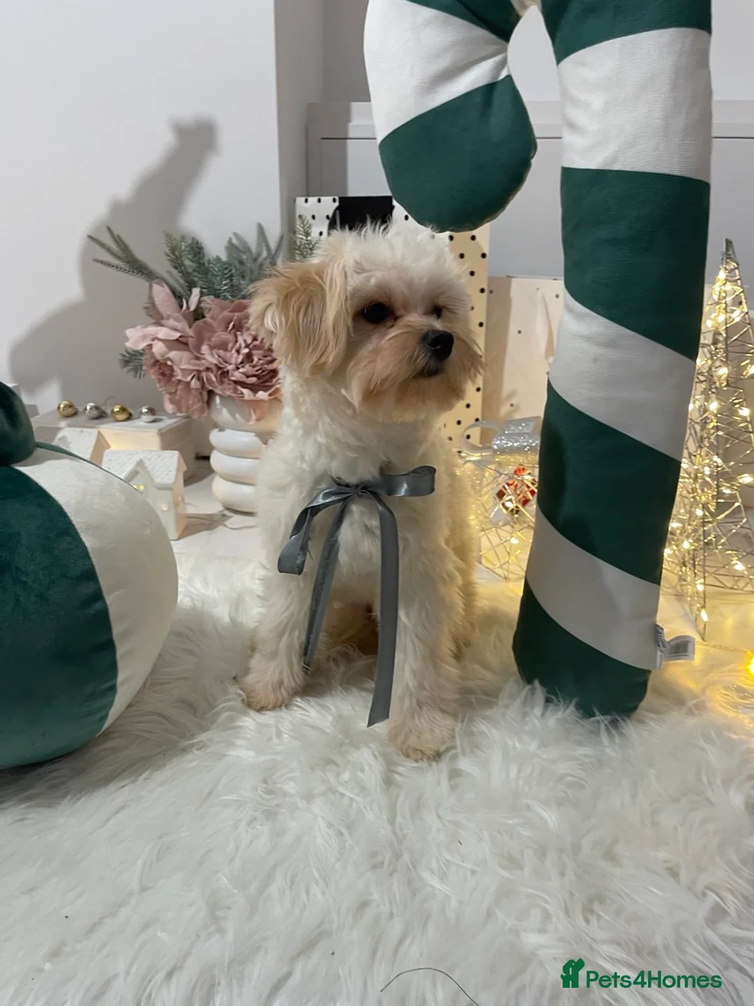 Pomapoo dogs for sale: Pomapoo Girl Lindy (£2000 INC. UK Delivery) - Advert 13