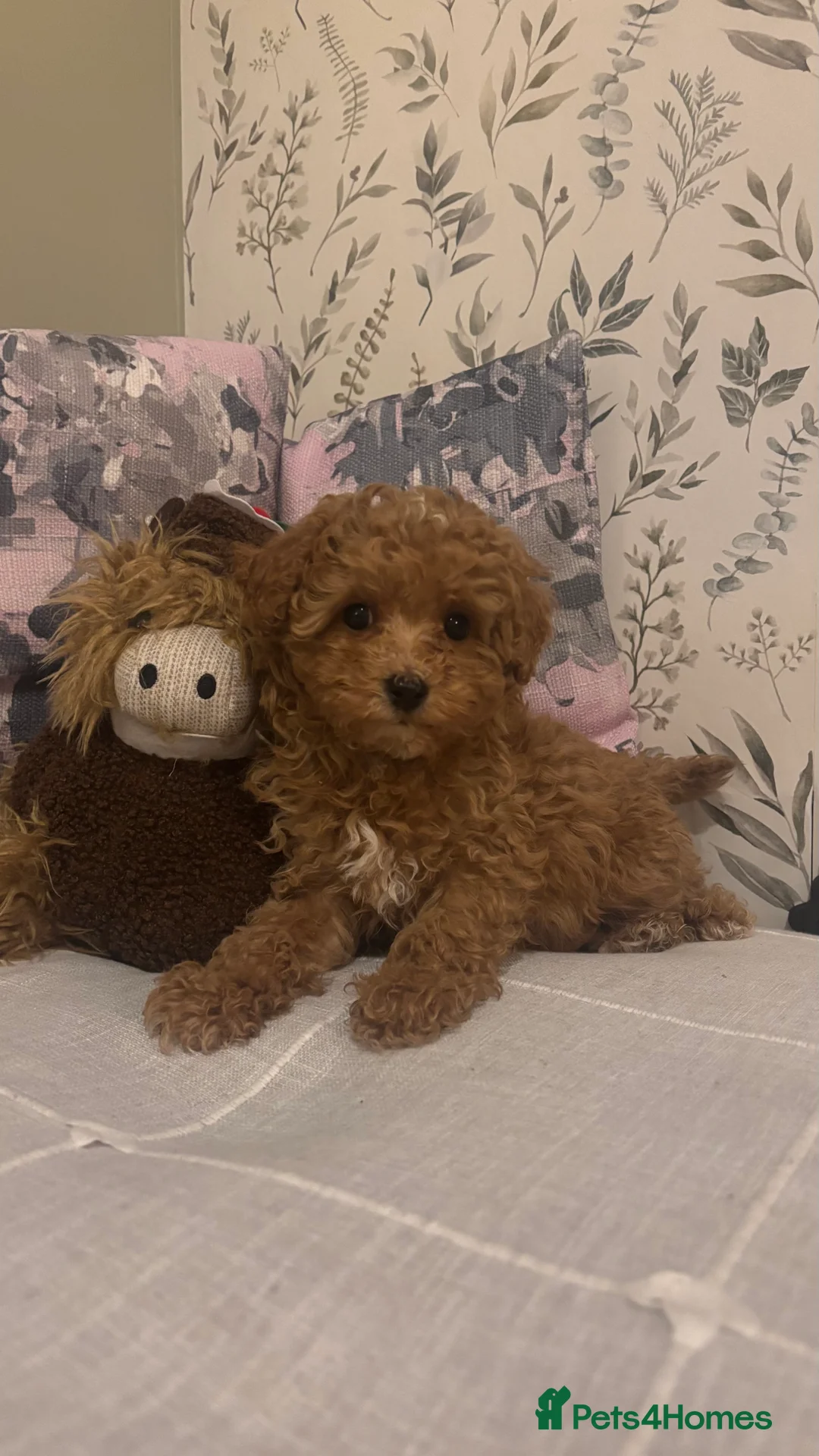 Maltipoo dogs for sale: 2 Maltipoo puppies looking for forever homes - Advert 20