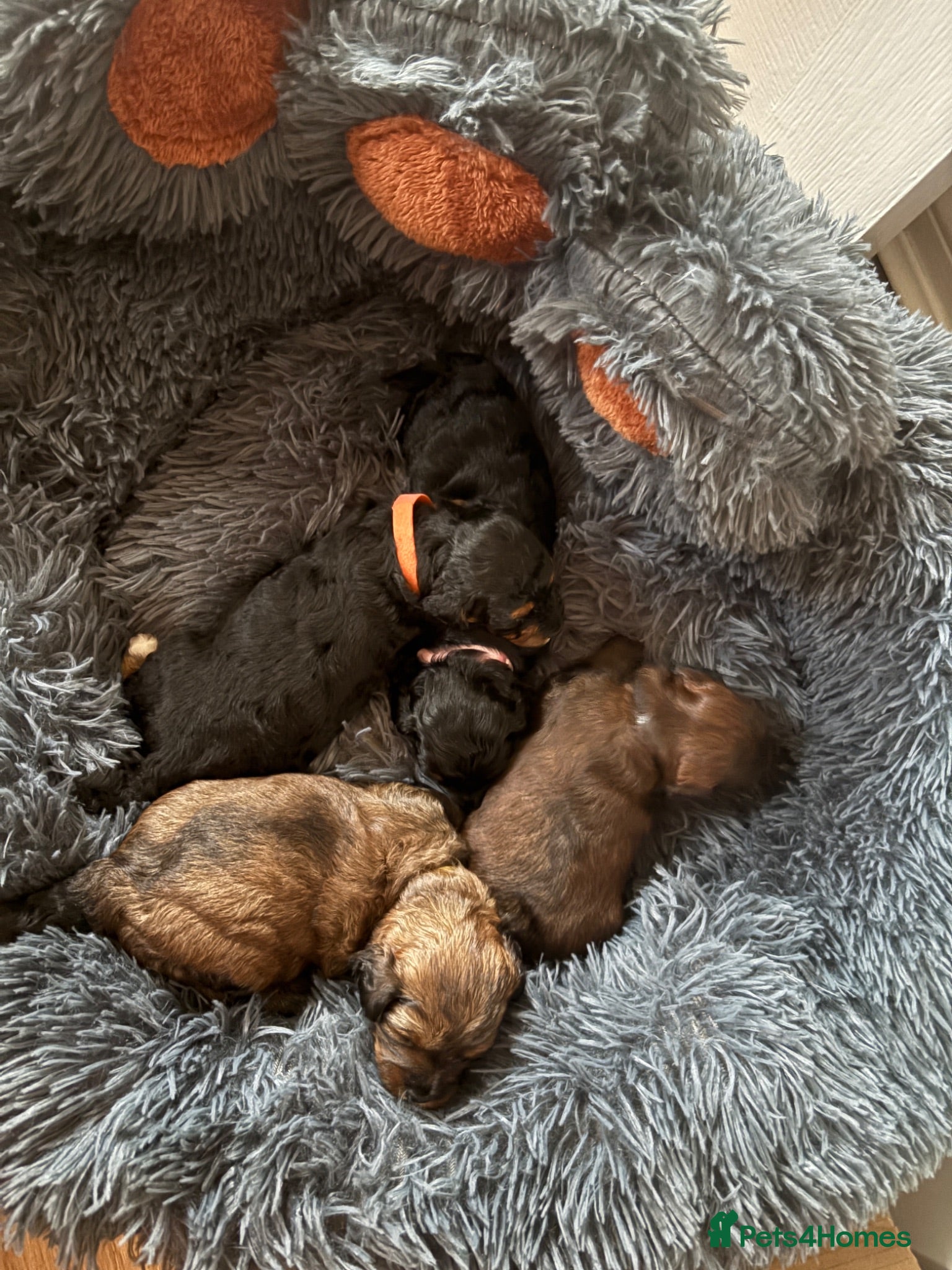 Lhasapoo dogs Beautiful Lhasapoo puppies  - Advert 1