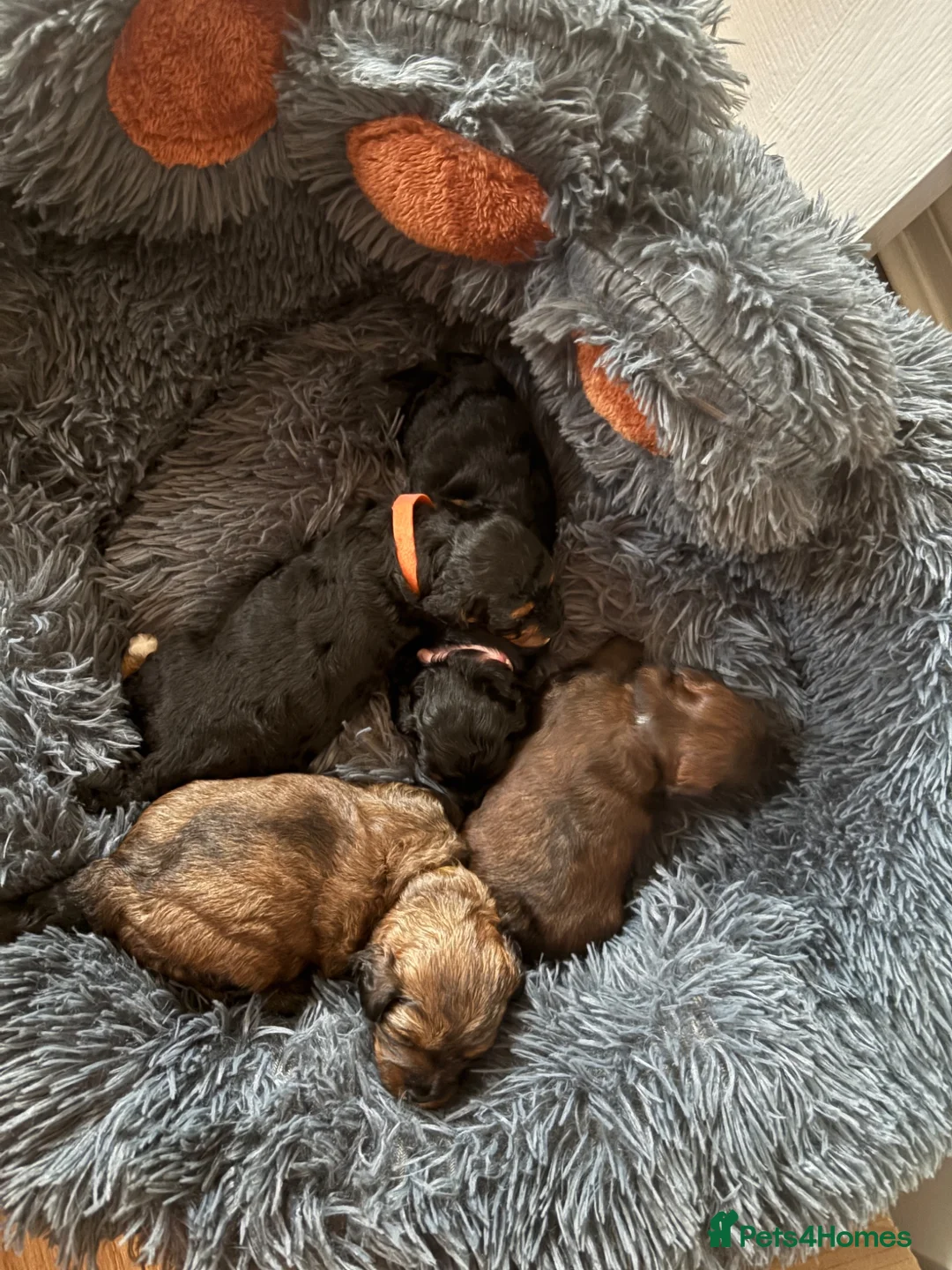 Lhasapoo dogs for sale: Beautiful Lhasapoo puppies  - Advert 1