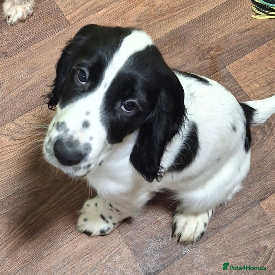 Cocker Spaniel dogs for sale: Our last pup - Ready now - KC Reg cocker spaniel! - Advert 2