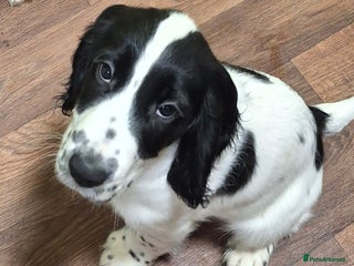 Cocker Spaniel dogs Our last pup - Ready now - KC Reg cocker spaniel! - Advert 14