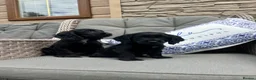 Cocker Spaniel dogs for sale: 2 Stunning black cocker girls (council licensed) - Advert 7