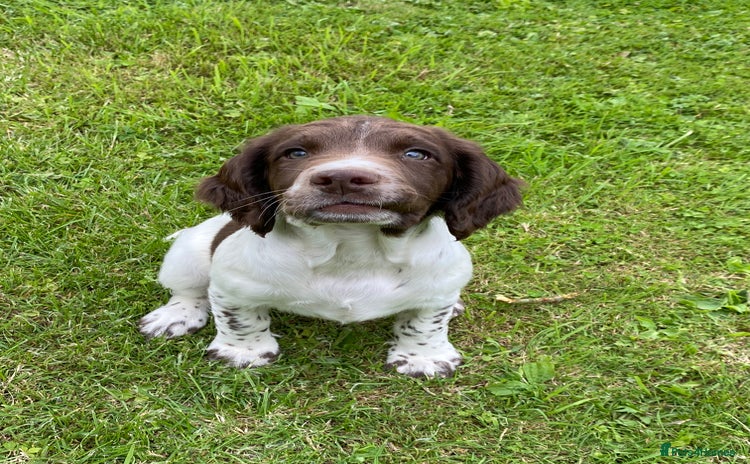 English Springer Spaniel dogs - Advert 1