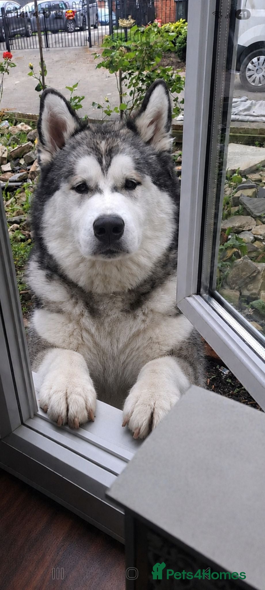 Utonagan dogs Malamute x Husky Boys  - Advert 4
