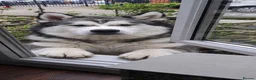 Utonagan dogs for sale: Malamute x Husky Boys  - Advert 1