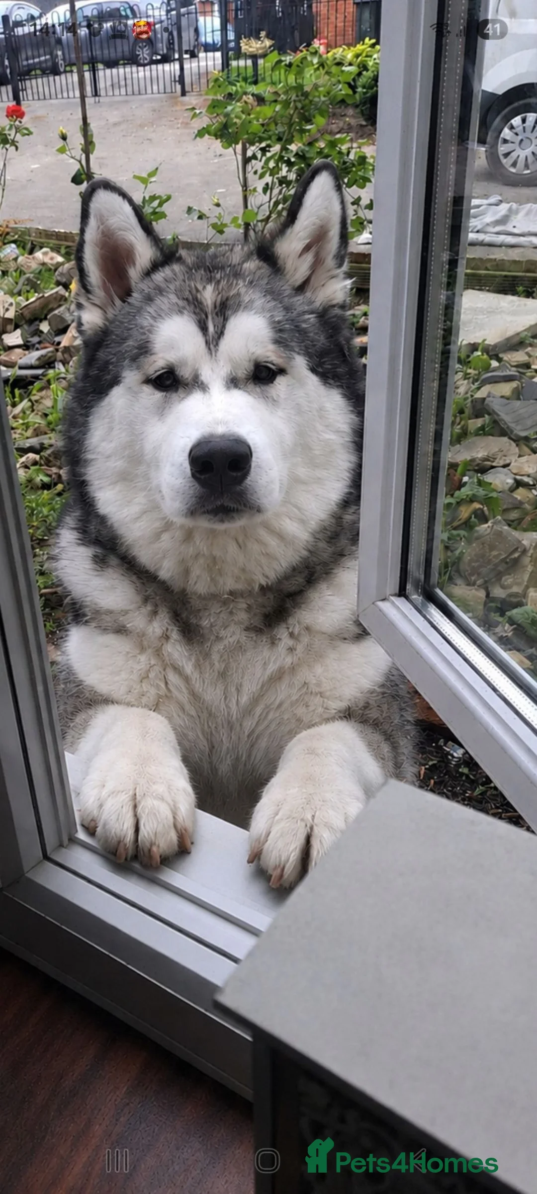Utonagan dogs for sale: Malamute x Husky Boys  - Advert 1