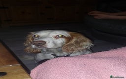 Mixed Breed dogs for sale: For sale sprollies  - Image 3