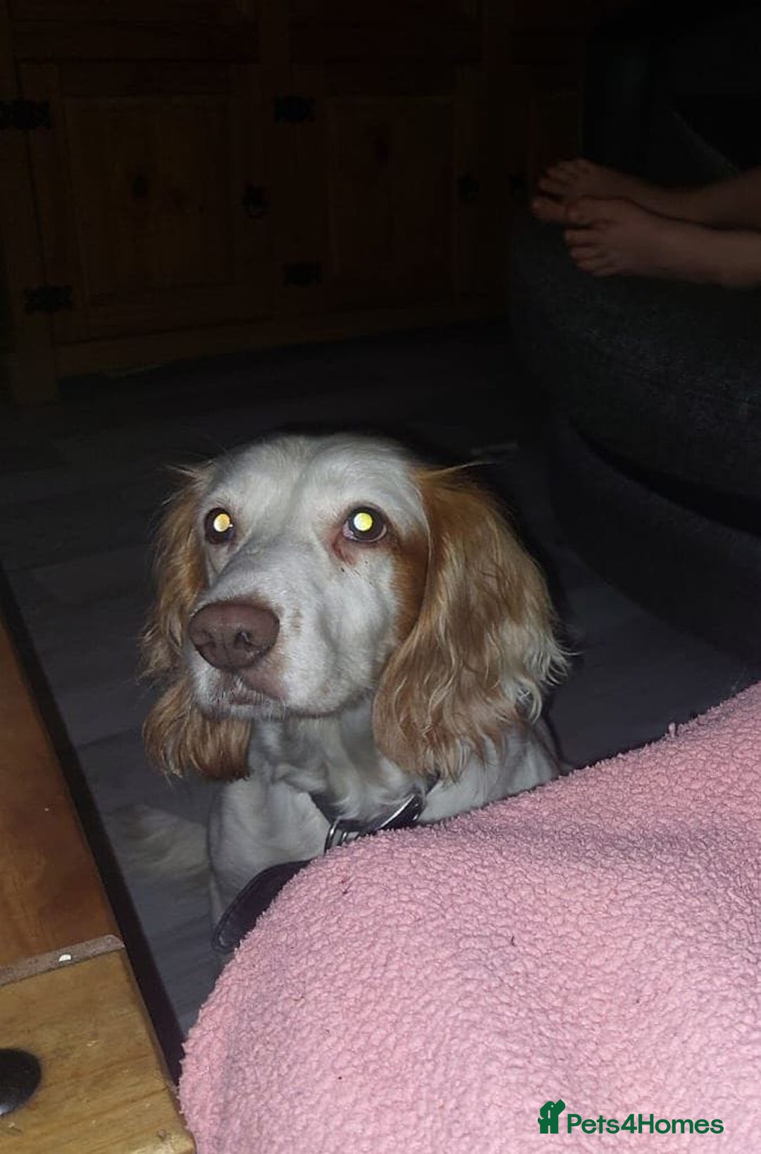 Mixed Breed dogs for sale: For sale sprollies  - Image 3
