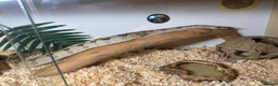 Boa Snake reptiles for sale: Boa constrictor in Waltham Cross - Advert 2