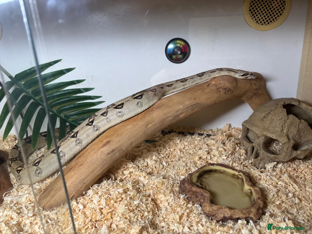 Boa Snake reptiles for sale: Boa constrictor in Waltham Cross - Advert 2