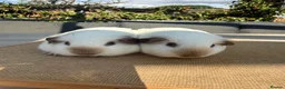 Guinea Pig rodents for sale: Pure bred Californian California sows  - Advert 3