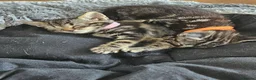 Bengal cats for sale: Beautiful kittens looking for a loving home  in Bournemouth - Advert 10