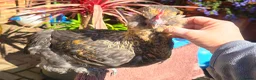 Chickens poultry for sale: Araucana x Silkie boy - Advert 8