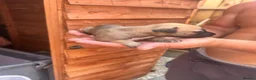 Whippet dogs for sale: Whippet pups for sale  - Advert 3