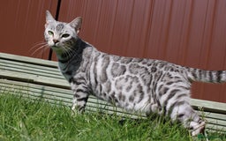 Bengal cats for sale: TICA registered bengal kittens - Image 6