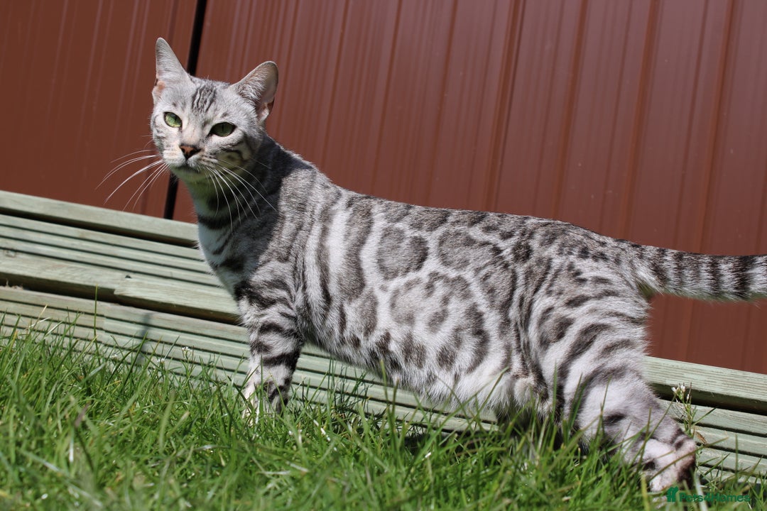 Bengal cats for sale: TICA registered bengal kittens - Image 6