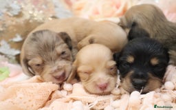 Miniature Dachshund dogs for sale: KC Longhair Miniature Dachshund Puppies - Image 34