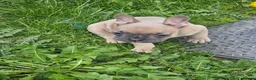 French Bulldog dogs for sale: French bulldog female  - Advert 4