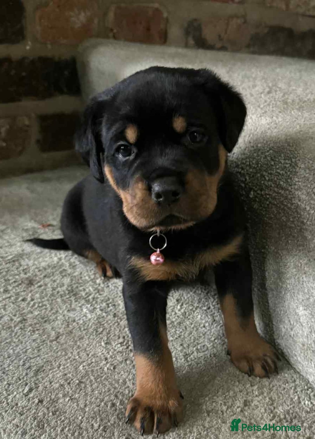 Rottweiler dogs for sale: Beautiful Rottweiler puppies  - Image 20
