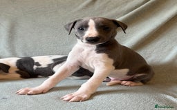 Whippet dogs for sale: Stunning whippet puppies - Image 4
