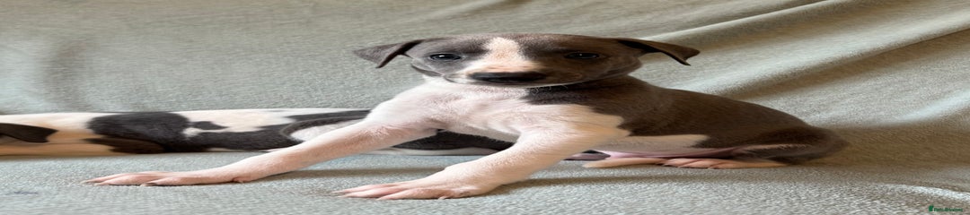 Whippet Puppy 3