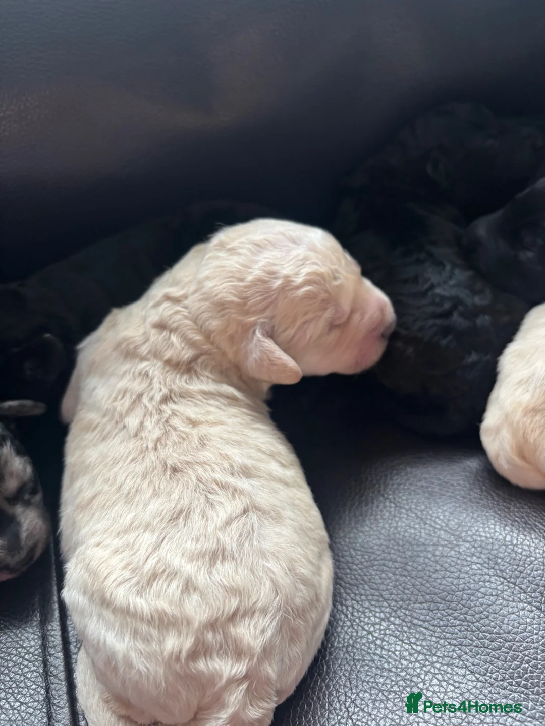 Labradoodle dogs for sale: Miniature labradoodles  - Advert 2