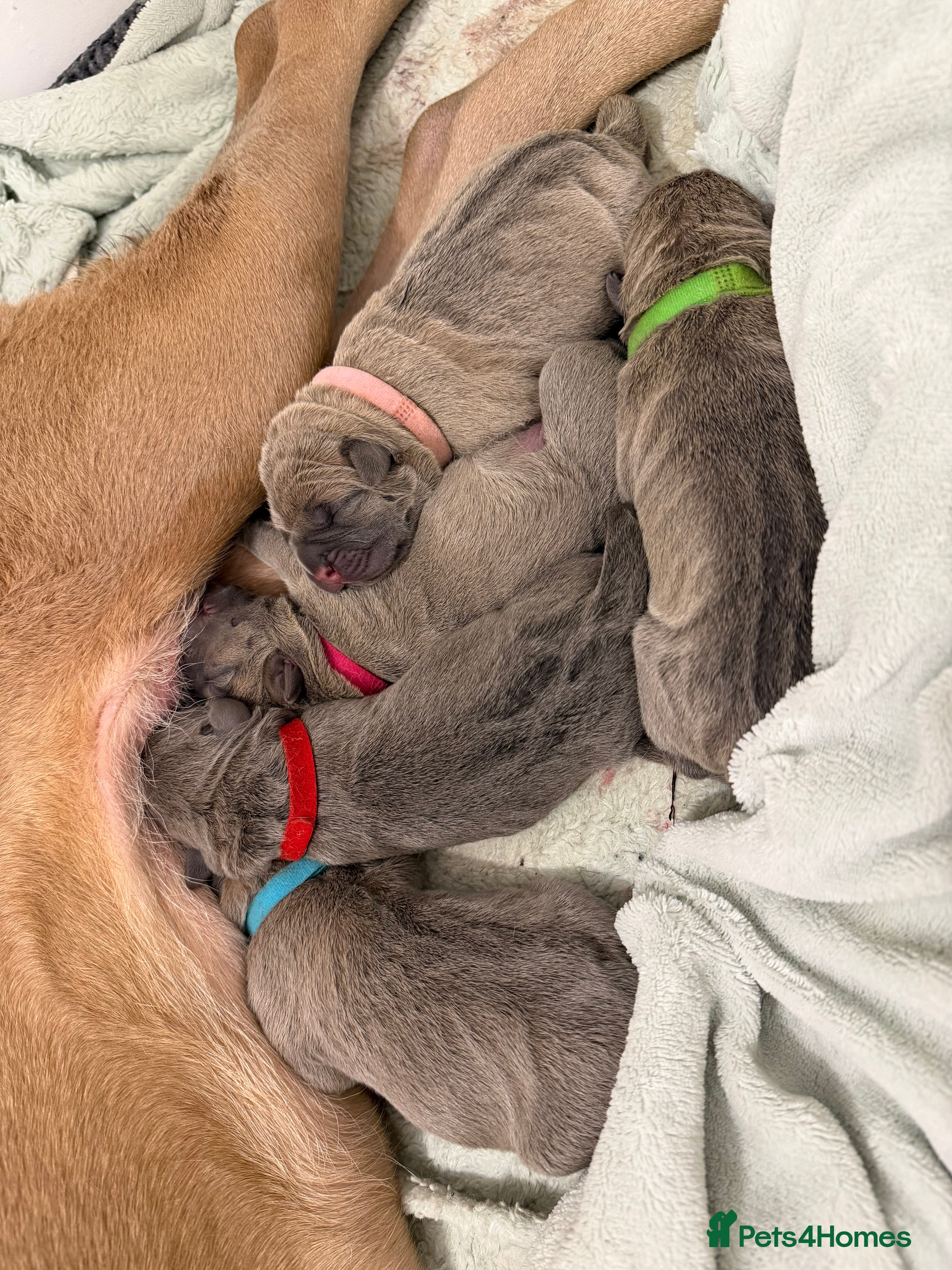 Cane Corso dogs ICCF Registered Formentino Cane Corsos  - Advert 6