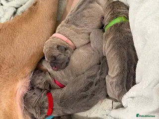 Cane Corso dogs ICCF Registered Formentino Cane Corsos - Advert 6