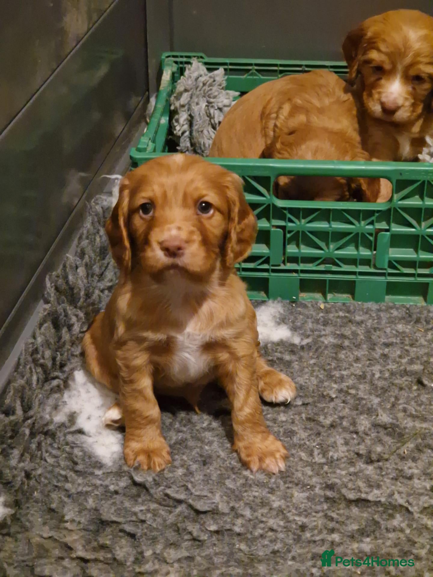 Cocker Spaniel dogs Chunky cocker spaniel puppies - Advert 1