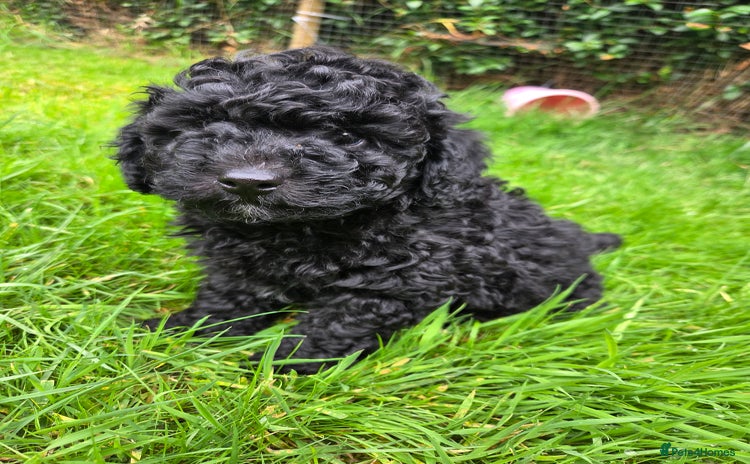 Toy Poodle dogs - Advert 11
