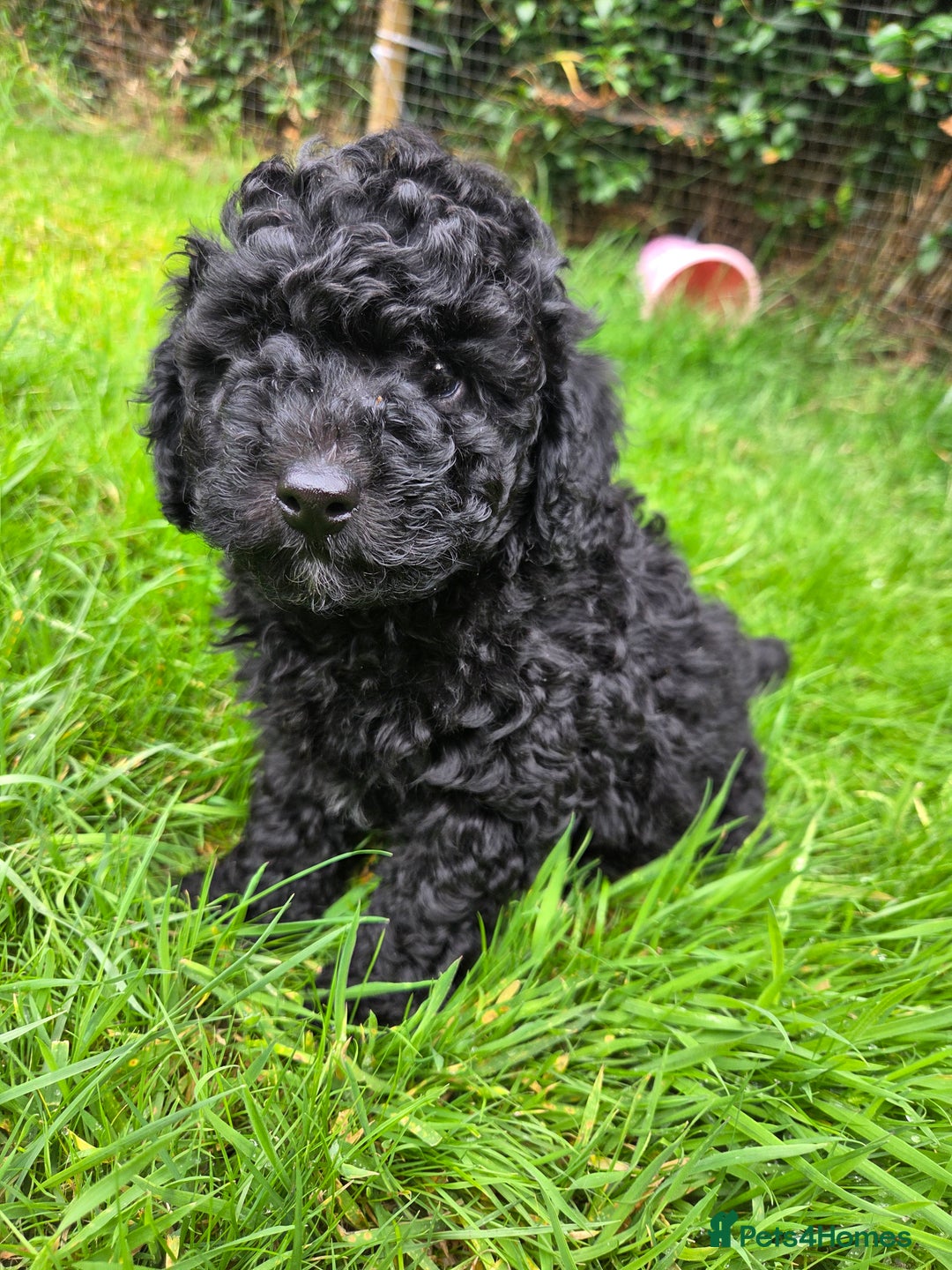 Toy Poodle dogs for sale: *READY NOW* Stunning KC TINY toy poodle puppies - Image 1