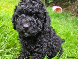 Toy Poodle dogs - Advert 4