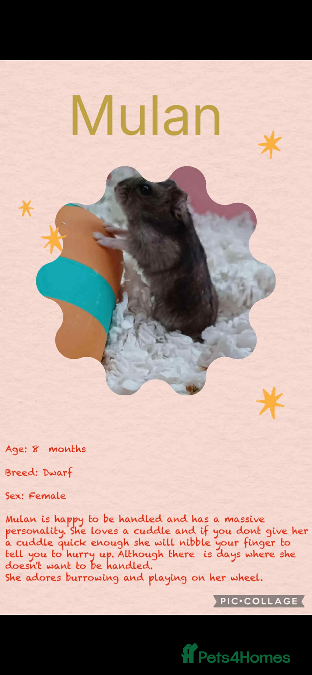 Hamster rodents for sale: Hamsters  - Image 20