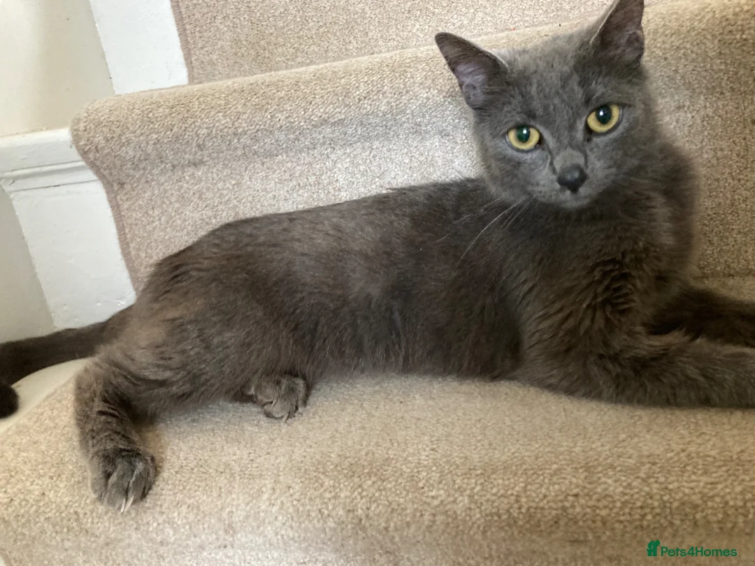 British Shorthair cats for sale: 3 Beautiful Black Female Kittens- Ready in 2 weeks in Margate - Advert 8