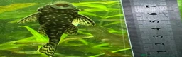 Plecos fish for sale: Beautiful Ancistrus in Croydon. - Advert 15