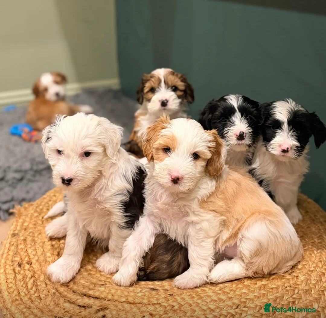 Tibetan Terrier dogs for stud: Excellent KC Reg Proven Tibetan Terrier for Stud in Oldham - Advert 17