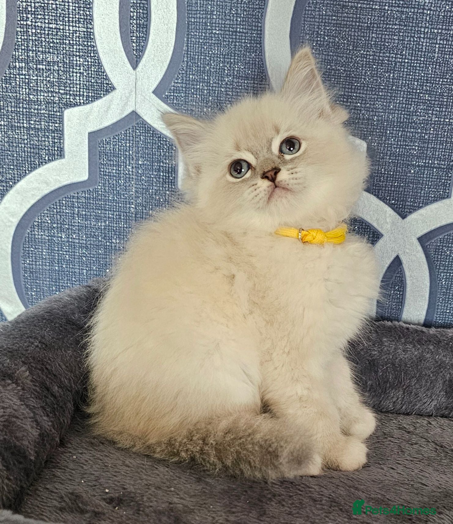 Ragdoll cats Council licence held. Stunning GCCF reg kittens  - Advert 1